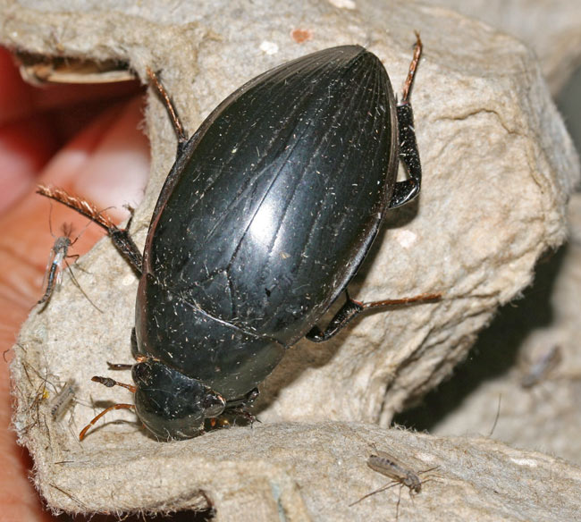 June 2015: Rye Harbour nature reserve sightings